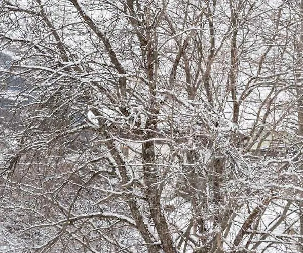 Apartment Iris 3 Design